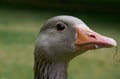 Close-up view of adult greylag gooseÃ¢â¬â¢s